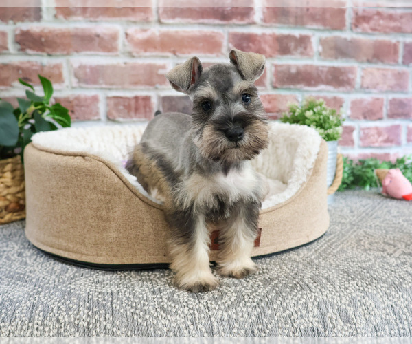 Medium Photo #2 Schnauzer (Miniature) Puppy For Sale in SYRACUSE, IN, USA
