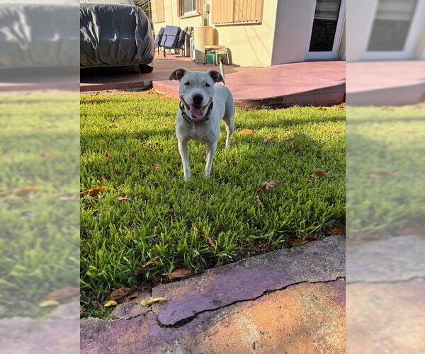 Medium Photo #3 American Bulldog-Unknown Mix Puppy For Sale in Miami, FL, USA