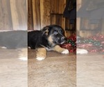 Small Photo #19 German Shepherd Dog Puppy For Sale in GREENWOOD, WI, USA