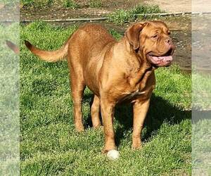 Mother of the Dogue de Bordeaux puppies born on 03/21/2023