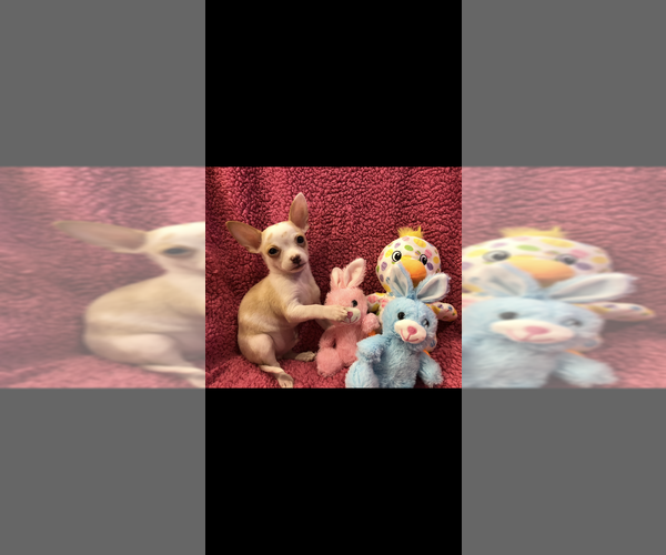 Medium Photo #5 Chihuahua Puppy For Sale in SHERMAN, TX, USA