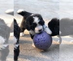 Small Photo #11 Bernedoodle Puppy For Sale in FLEMING ISLAND, FL, USA