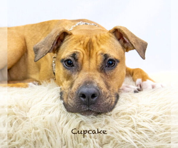 Medium Photo #1 Black Mouth Cur-Unknown Mix Puppy For Sale in Hot Springs Village, AR, USA