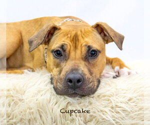Black Mouth Cur-Unknown Mix Dogs for adoption in Hot Springs Village, AR, USA