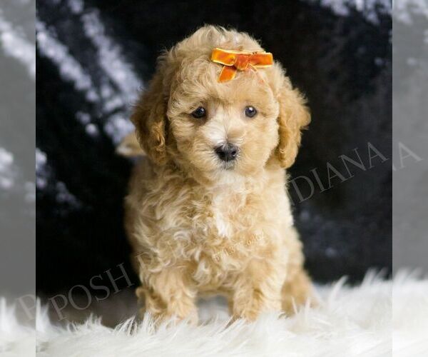 Medium Photo #4 Maltipoo Puppy For Sale in WARSAW, IN, USA