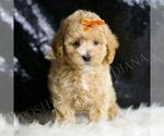 Small #3 Maltipoo