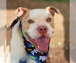 Small American Bulldog Mix