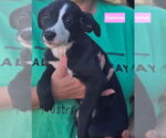 Small #1 Beagle-Border Collie Mix