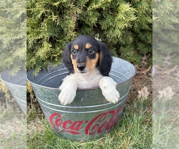 Medium Photo #4 Dachshund Puppy For Sale in MIDDLEBURY, IN, USA