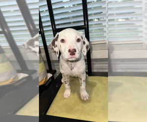Dalmatian Puppy for sale in DECATUR, GA, USA