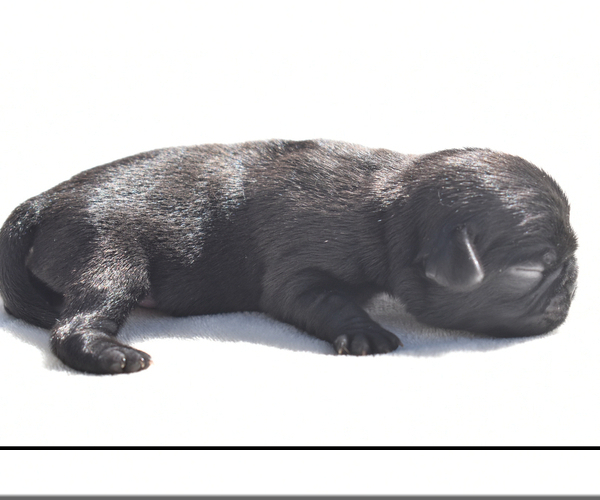 Medium Photo #4 Pug Puppy For Sale in PALM COAST, FL, USA