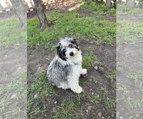 Medium Photo #3 Australian Shepherd-Unknown Mix Puppy For Sale in St. Louis Park, MN, USA
