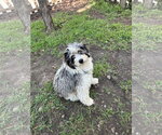 Small #2 Australian Shepherd Mix