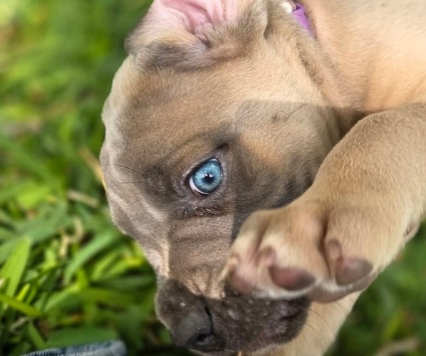 Medium Photo #1 Cane Corso Puppy For Sale in BANGS, TX, USA