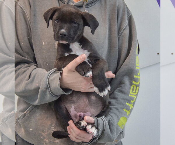 Medium Photo #4 Boxer-Unknown Mix Puppy For Sale in Huntley, IL, USA