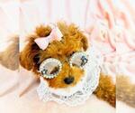Small #19 Poodle (Toy)