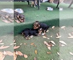 Small Photo #10 Yorkshire Terrier Puppy For Sale in SCHERTZ, TX, USA