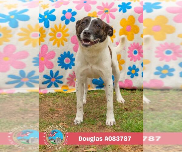 Medium Photo #2 Border Collie-Unknown Mix Puppy For Sale in Mobile, AL, USA