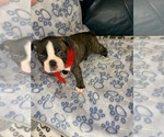 Small Photo #2 Faux Frenchbo Bulldog Puppy For Sale in FT MYERS, FL, USA