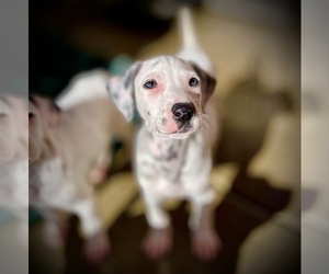 Dalmatian Puppy for sale in HESPERIA, CA, USA