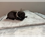 Small #1 American Bully