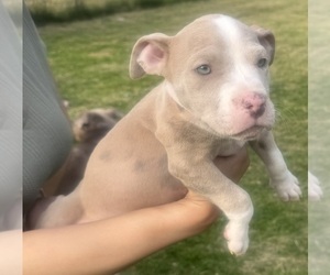 American Bully Puppy for sale in LAKE STATION, IN, USA