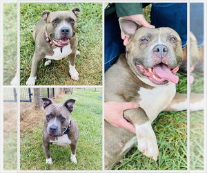 American Pit Bull Terrier Dogs for adoption in Westminster, MD, USA