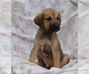 Great Pyredane Puppy for sale in FLINT, MI, USA