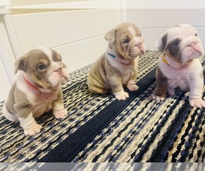 Bulldog Puppy for sale in MILWAUKEE, WI, USA