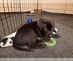 Small Photo #11 Labrador Retriever Puppy For Sale in SHREWSBURY, MA, USA
