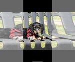 Small #2 Dachshund