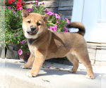 Small Photo #5 Shiba Inu Puppy For Sale in CANTON, SD, USA