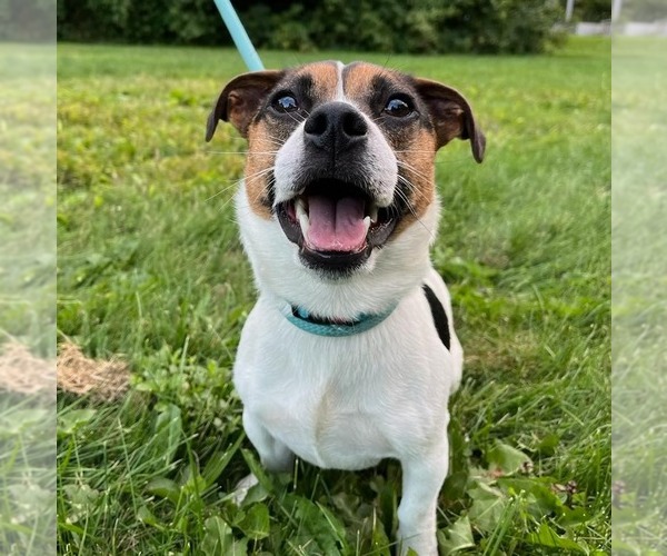 Medium Photo #1 Jack Russell Terrier-Unknown Mix Puppy For Sale in Muskegon, MI, USA