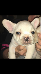 French Bulldog Puppy for sale in WATERFORD, CA, USA