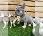 Small #1 French Bulldog
