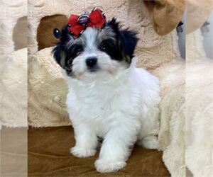 Morkie Puppy for sale in DALLAS, TX, USA