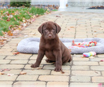 Small #2 Labrador Retriever