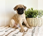 Image preview for Ad Listing. Nickname: Ollie