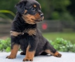 Small #4 Rottweiler