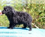 Small #45 Poodle (Toy)