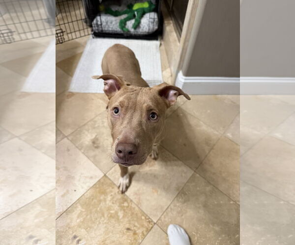 Medium Photo #2 Mutt Puppy For Sale in Decatur, GA, USA