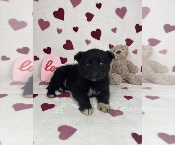 Medium Photo #2 German Shepherd Dog-Miniature American Shepherd Mix Puppy For Sale in FRANKLIN, IN, USA