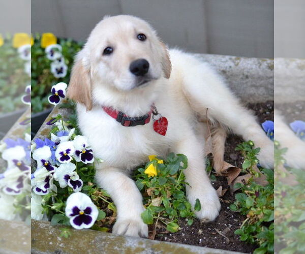 Medium Photo #1 Golden Retriever Puppy For Sale in Enfield, CT, USA