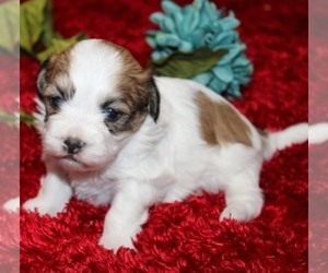 Havashu Puppy for sale in THAYER, KS, USA