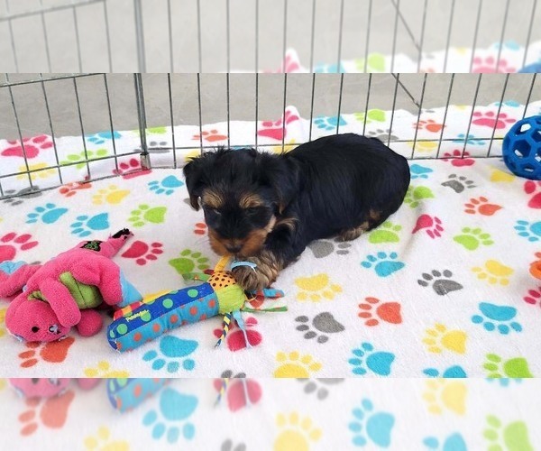 Medium Photo #2 Yorkshire Terrier Puppy For Sale in ORO VALLEY, AZ, USA