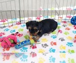 Small #1 Yorkshire Terrier