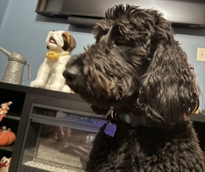 Father of the Goldendoodle puppies born on 10/24/2025