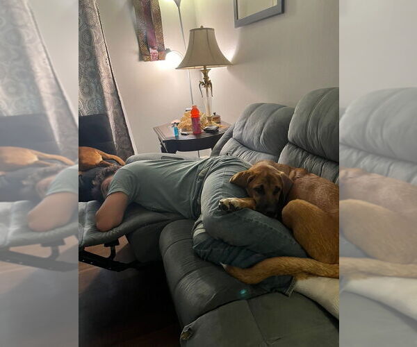 Medium Photo #3 Bloodhound-Saint Bernard Mix Puppy For Sale in Aurora, IN, USA