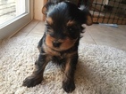 Small Photo #2 Yorkshire Terrier Puppy For Sale in POCONO SUMMIT, PA, USA