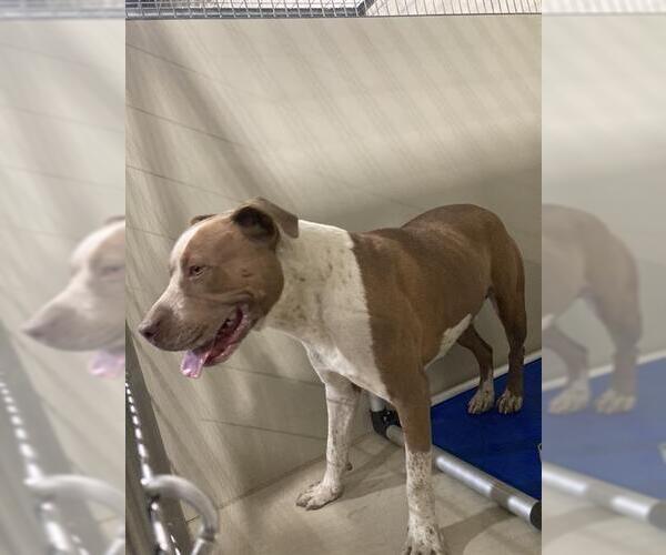 Medium Photo #1 Mutt Puppy For Sale in Bakersfield, CA, USA